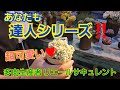 【多肉植物】【達人シリーズ】これであなたも達人シリーズ‼️テッカ・セッカ🎵超可愛い❤2024年11月14日