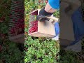 How to pick berries with a manual device #harvesting #lingonberry #cranberries