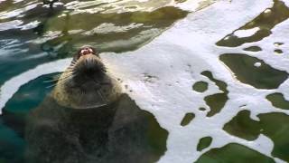 アザラシのあくび：しながわ水族館