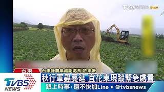 秋行軍蟲蔓延　宜花東現蹤緊急處置