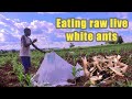 African village life (Uganda): Eating raw white ants