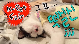 댕냥이 집사 케이펫페어 맛보기 | K-pet fair COEX visit