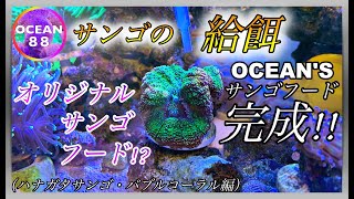 【海水魚水槽・サンゴ水槽】サンゴの給餌　オリジナルサンゴフード！？　OCEAN'Sサンゴフード完成！！(ハナガタサンゴ　バブルコーラル編)