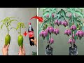 TOP TECHNIQUE for propagating MANGO trees with Coca-Cola for super growth for extremely high yields