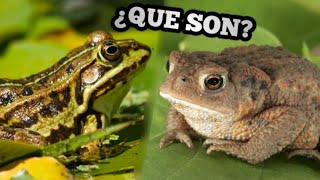 SAPO Y RANA DIFERENCIAS (NO es lo mismo) Los ANIMALES anfibios más conocidos y EQUIVOCADOS del mundo