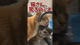 ネッコの動画で笑ったら寝ろｗｗｗ　#2ch #2ch動物スレ #2ch面白いスレ #動物 #犬 #猫 #癒やし #ねこ #2chほのぼの #ネコ