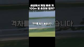 세상에서 제일 빠른 개는 100미터를 몇 초 안에 뛸까?