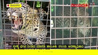 ಅಬ್ಬಾ! ಅದೆಷ್ಟು ರೋಷ ಈ ಚಿರತೆಗೆ #cheetahcatch #angrycheetah #ramnagarcheetah #cheetah #publicfear