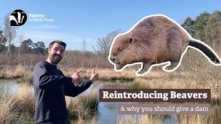 Reintroducing Beavers | Why you should give a dam