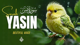 Gentle Surah Yasin (Yaseen) سورة يس | Feel the Peace in Every Word of This Recitation | Al-Taqwa TV