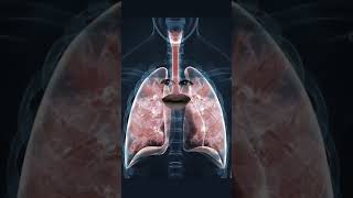 Laugh Out Loud: Fun-Filled Short Video on the Harmful Effects of Cigarettes on Human Body Parts