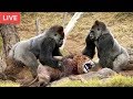 LIVE : Gorilla Attack Lion Save Team | Moments Of Animal Fight Battle - Wild Animal Planet 2018 LIVE : Gorilla Attack Lion Save Team | Moments Of Animal Fight Battle - Wild Animal Planet 2018