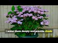 thinking of planting hydrangeas here s how to plant and make them thrive