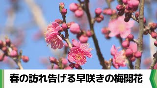 春の訪れ告げる早咲きの梅開花　千葉市・青葉の森公園の「梅園」（2025.01.27放送）