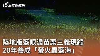 南部開講／陸地版藍眼淚苗栗三義現蹤 20年養成「螢火蟲藍海」｜20240712 公視中晝新聞