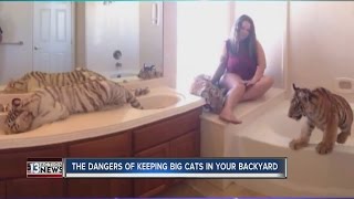 The dangers of keeping big cats in your backyard