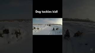 Dog wanted to “paws the race”   #fail #funny #sleigh #snowmobile #gtsnowracer