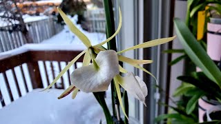 Sophie's Garden 卡特兰夜夫人及杂交品种Brassavola nodosa 'Panama Soire'