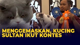 Menggemaskan, Melihat Keseruan Kucing Sultan Ikut Kontes