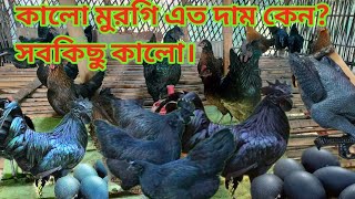 কাদাকনাথ মুরগি । কালো মুরগির এত দাম কেন? মাংস কালো।  #gorakhnath #chicken #farm #egg #chicks