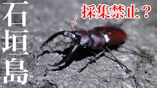 【昆虫採集】石垣島で捕まえてはいけないクワガタと遭遇してしまいました。