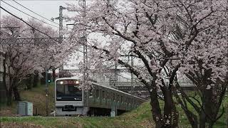 小田急線 相武台前～座間の桜 2022年3月29日