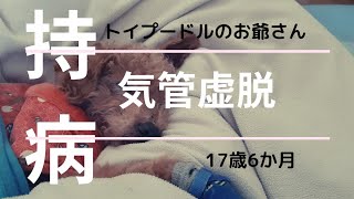 【気管虚脱】17歳6か月トイプードルのお爺さん　 咳込みが酷かった頃　の巻　Dog'sTracheal collapse