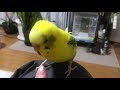 セキセイインコのピヨコ　高速ヘドバン