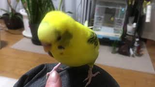 セキセイインコのピヨコ　高速ヘドバン