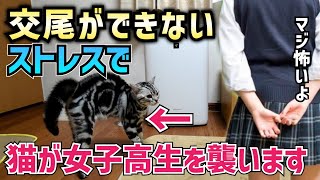 オス猫が交尾をしたいのにできないので、女子高生で発散しました