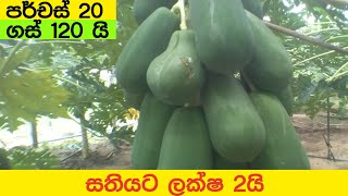 ඩොලර් සොයන රෙඩ් ලේඩ් | සතියකට ලක්ෂ 2ක් සොයමු | සියලු විස්තර සමග