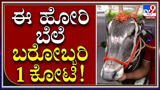 Krishi Mela in Bangalore: ಹಳ್ಳಿಕಾರು ತಳಿಯ ಈ ಹೋರಿಯ ಬೆಲೆ ಕೋಟಿ ರೂಪಾಯಿ |Tv9 kannada