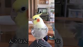 【なんだか後ろが騒がしい】#shorts  #オカメインコ　#セキセイインコ　#コザクラインコ