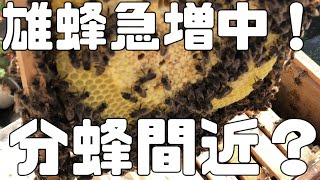 雄蓋が落ちていた。そろそろ分蜂か？王台を確認する【日本ミツバチ庭先養蜂】【自然養蜂家】【か式養蜂】【庭先養蜂】【週末養蜂】