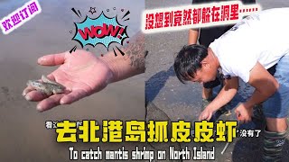 去北港岛抓皮皮虾，没想到竟然都躲在洞里……#赶海  #viralvideo #户外#大表哥