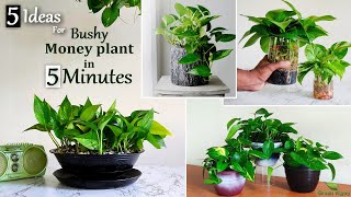 5 Easy Ideas to Grow Bushy Money plant in 5Minutes-Money plant Indoor Decoration Ideas//GREEN PLANTS