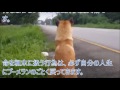 犬を捨てた飼い主よ・・愛犬はあなたを1年間も待ち続けて亡くなりました。