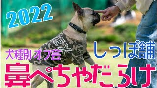 鼻ぺちゃだらけ【しっぽ舗】犬種別オフ会2022