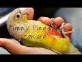 Funny Parrot🦜🦜 Pineapple conure funny moment| The Best Moment EVER!