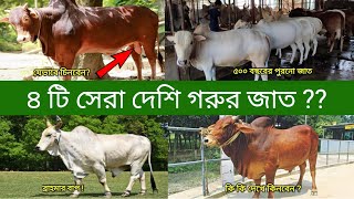 দেশি গরুর জাত পরিচিতি | RCC cattle Mirkadim Pabna Cattle breed | Gorur Hat | গরু চেনার উপায়