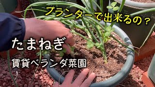 【プランター菜園】玉ねぎ (11月植え付け〜収穫まで)