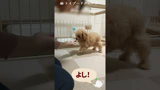 お座りの練習をするトイプードルの子犬