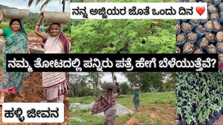 Village life❤️|how to grow panneer leaves|ಪನ್ನೀರ್ ಪತ್ರೆ ಬೆಳೆಯುವುದು ಹೇಗೆ| #kannada #vlog #village