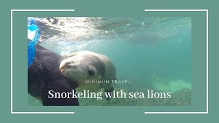 在澳洲體驗和海獅游泳卻瘋狂被咬？Jurien Bay’Sea Lion Snorkeling Tours