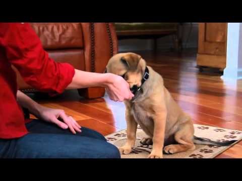 Teach a Puppy to Sit Teacher u0027s Pet With Victoria Stilwell Teach a Puppy to Sit Teacher u0027s Pet With Victoria Stilwell