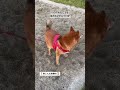 元野犬のチャチャ シニア だよ🦊✨　　あるものを楽しまなきゃ✨もったいない　 野犬 野犬の子もすっごくかわいい日