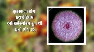 ટામેટાની ખેતી માં થતા wilt and Damping Off Tomato Disease  રોગ ની માહિતી