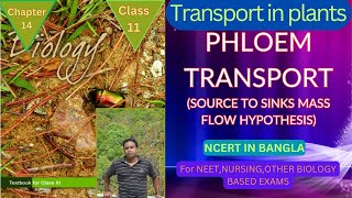 phloem transport phloem loading unloading class 11 @Harun-biozone