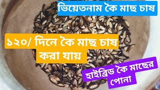 অরিজিনাল ভিয়েতনামী কৈ মাছ চেনার উপায়, কৈ মাছ চাষ পদ্ধতি। ১২০/ দিনে বাজারজাত করা যায়!