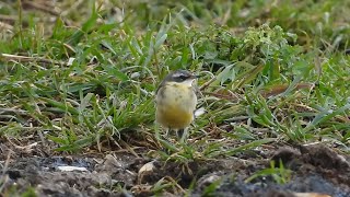 Eastern Yellow Wagtail (HD)